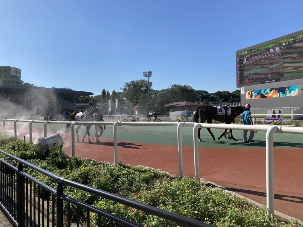 大井競馬場のパドック