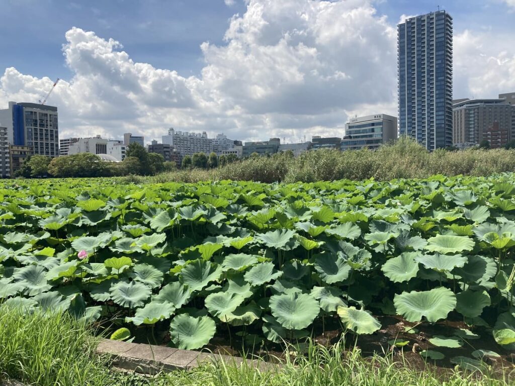 不忍池の蓮池