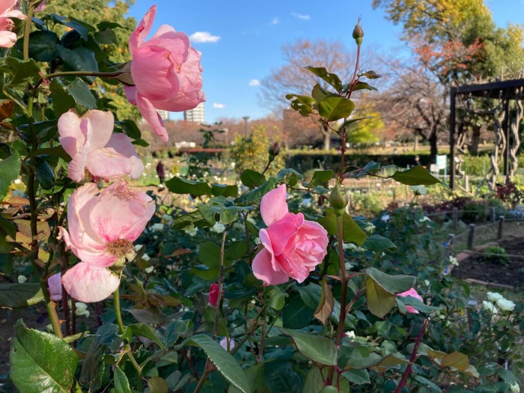 お花