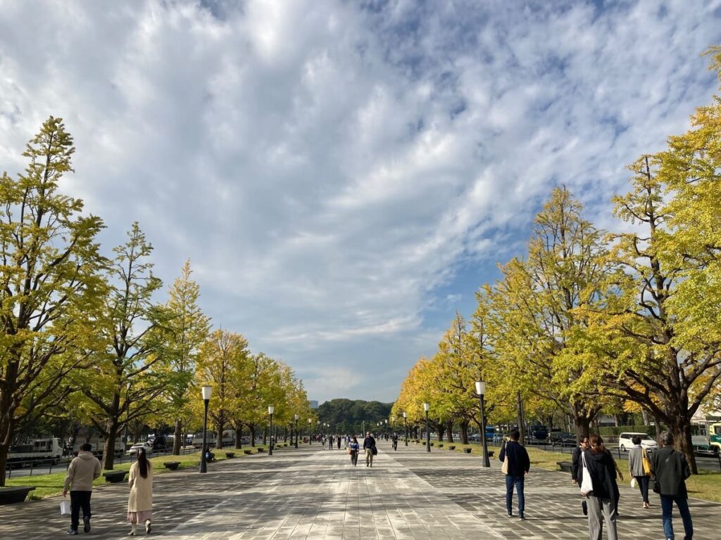 皇居外苑の銀杏並木